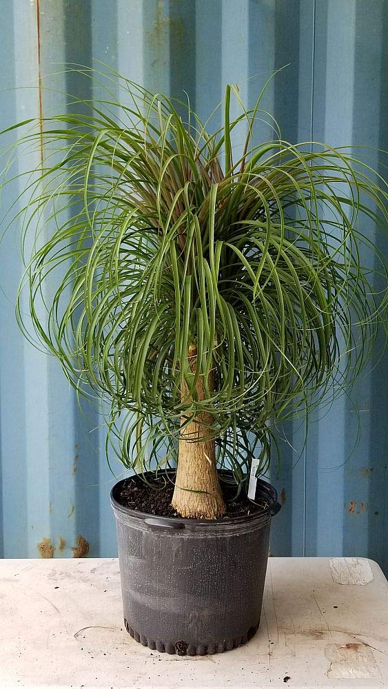 Amazon.com : Ponytail Palm - Live Plant in a 10 Inch Pot
